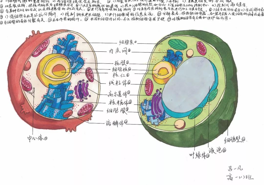 专业精美而且萌萌哒淮南二中2022届细胞结构手绘大赛优秀作品展