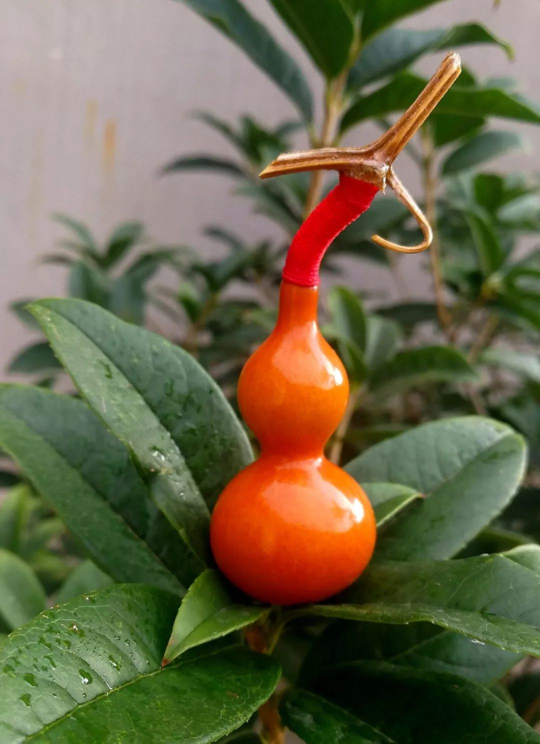 盘玩葫芦,看着它颜色由黄变红,再由红变紫,最后变成深枣红的颜色,简直