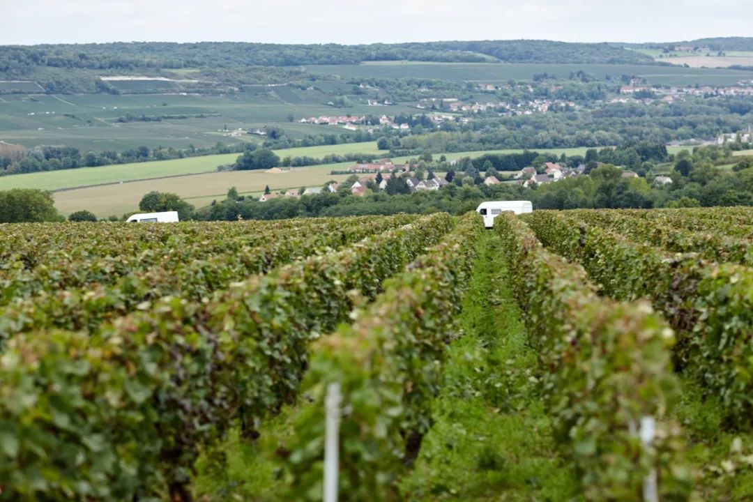 香槟速报期待又一个好年份香槟产区2019