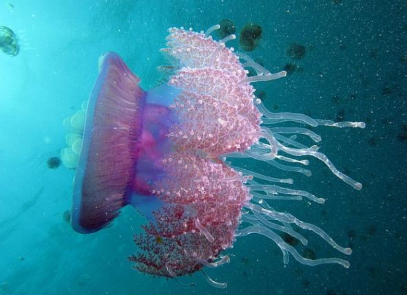 网友惊呼:"毒品变异生物?美的不像样!"_水母