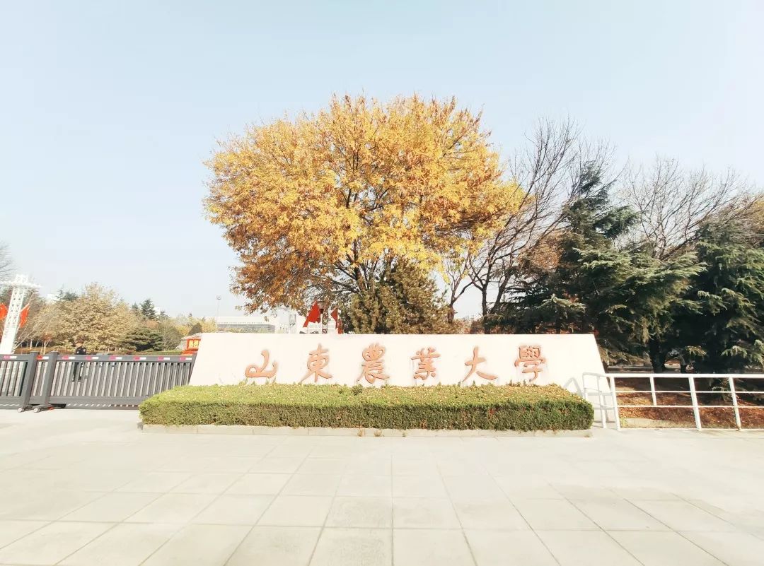 山东农业大学大门图片图片