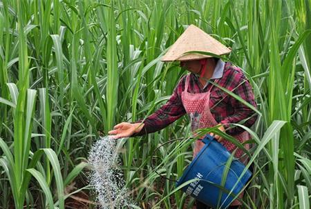 甘蔗种植全过程图片