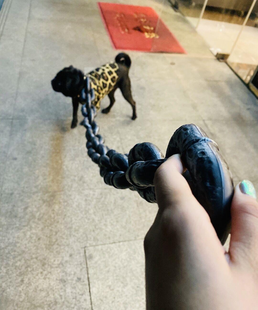 原创主人交代好友帮买条狗链, 一再强调结实点, 收到后竟发现形似铁链