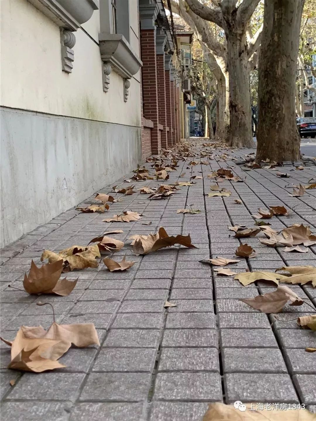 梧桐树下时光记忆 宁静 美丽的香山路6号 上海
