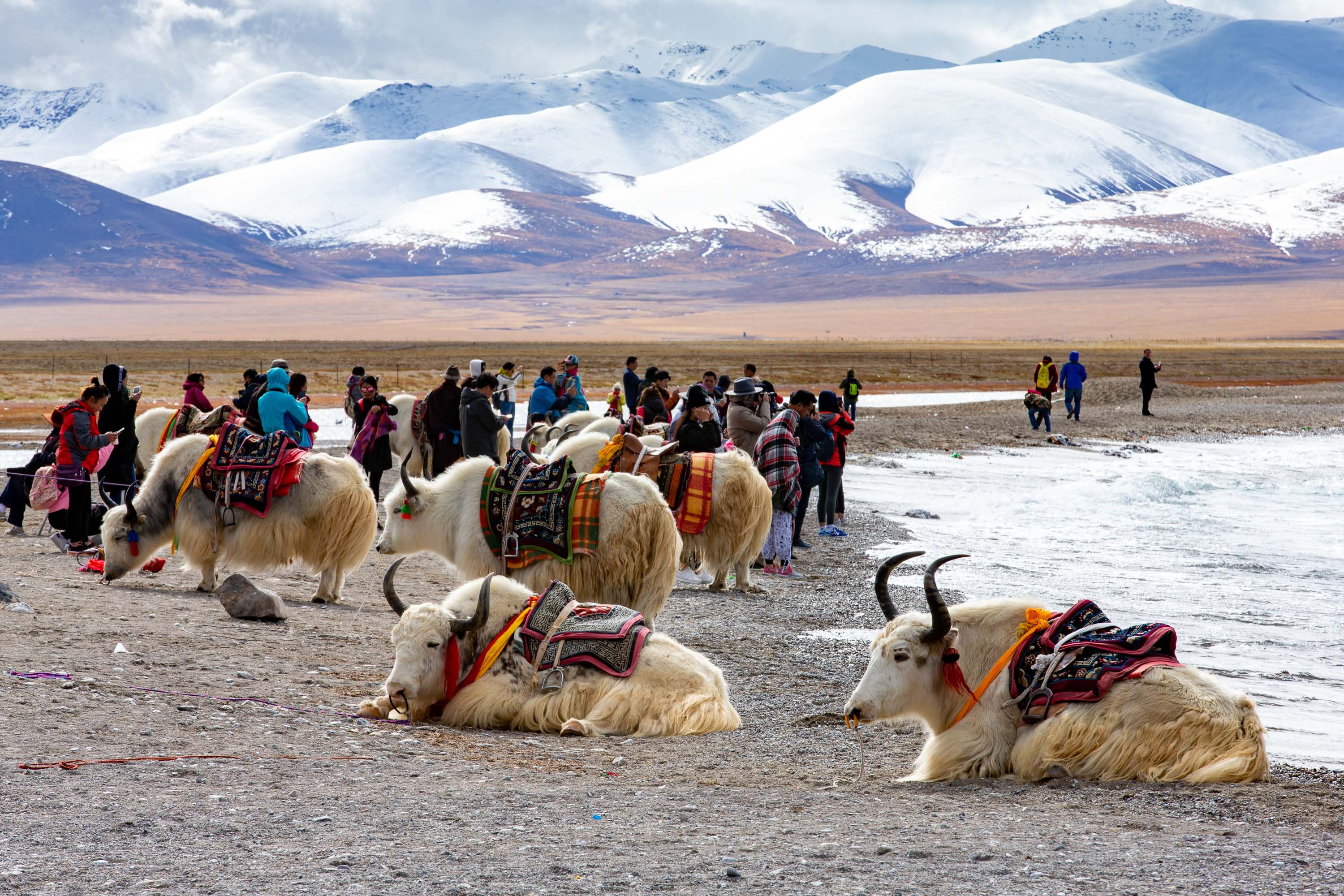 原创5000米高寒地区的白牦牛全身是宝零下30度负重200斤能行走30天
