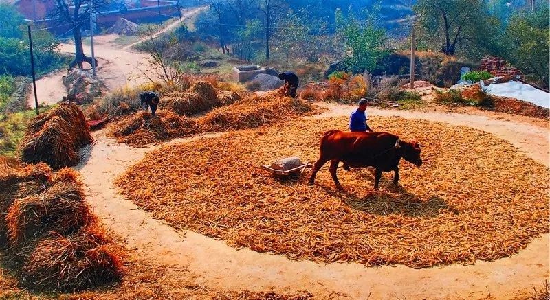 山西人种的"金珠子",一碗5毛钱,养出好气色!