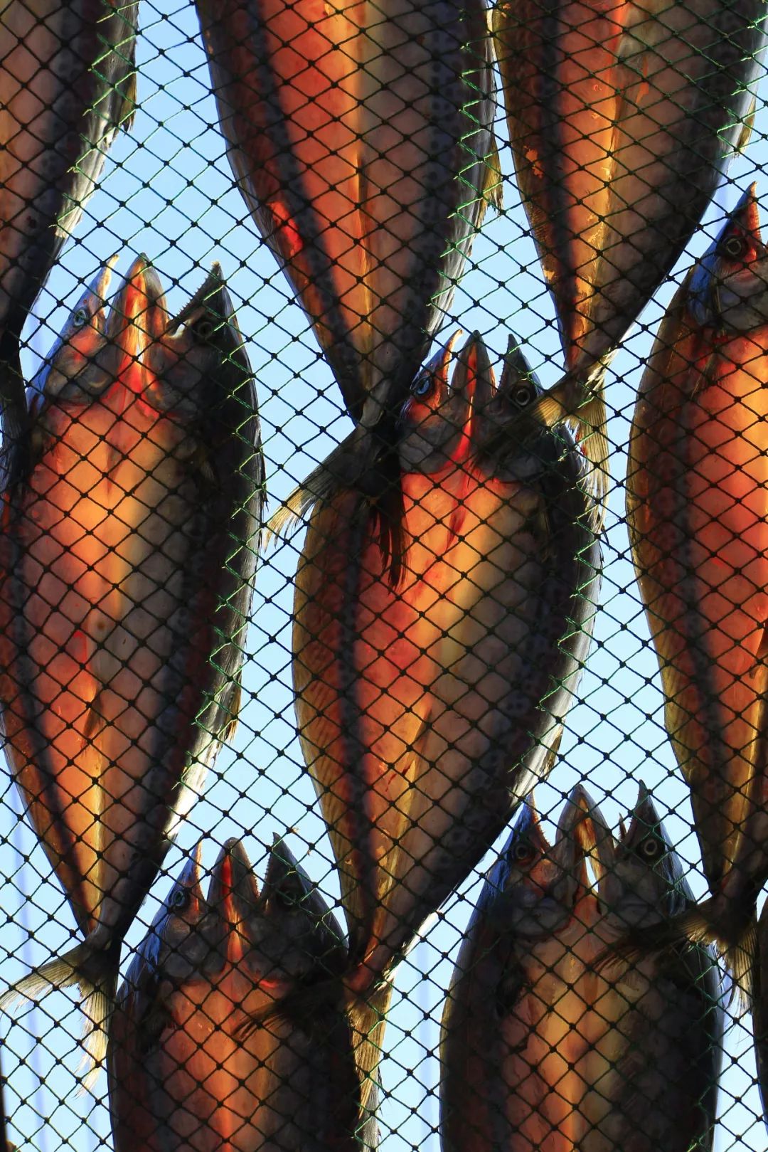 新即墨视觉渔村冬日晒鱼忙天然晒鱼场垛石村即景