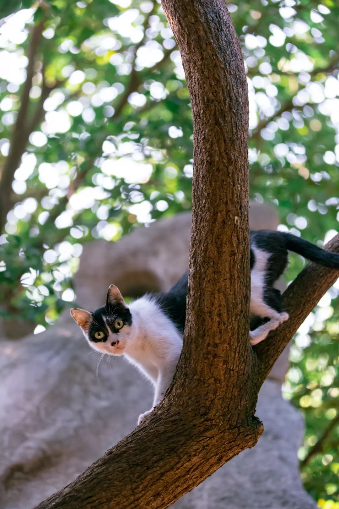 恬静悠闲的小日子苏州西园寺猫大赏