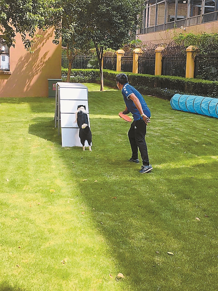 就在小区入口显眼处;一片遛犬活动区域,内有宠物便箱,宠物跑道,这里是