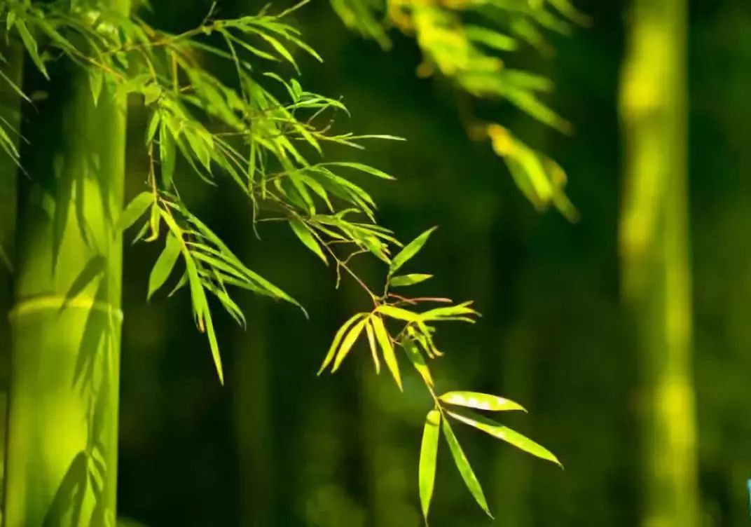 韶关最美的竹海都在这里了!远离城市的喧闹,体验一场竹林浴吧
