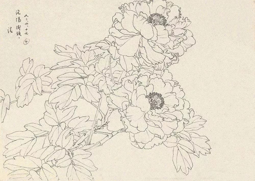 最后再欣赏几幅白描写生画稿:接下来欣赏一组邹传安的牡丹,芍药作品