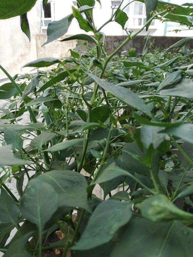 花盆裡種辣椒過冬做好2步長成辣椒樹來年辣椒掛滿枝