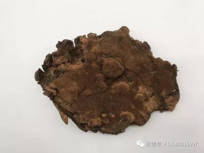 千金难求的天材地宝——野生血灵芝(棺材菌)