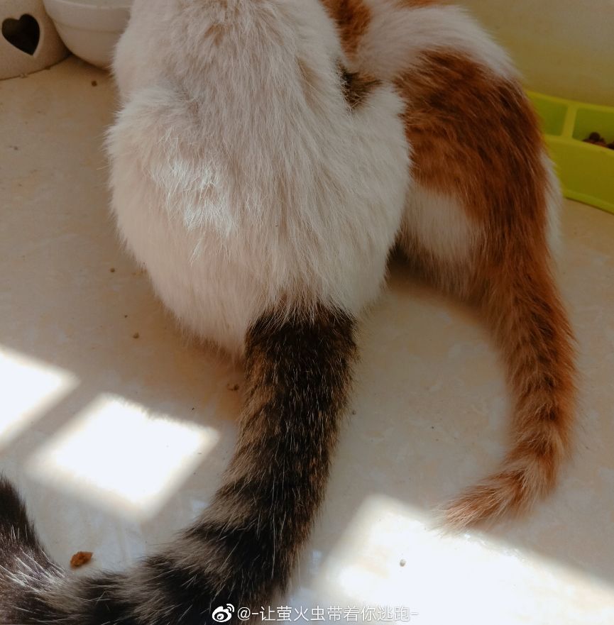 我怀疑,这些猫的尾巴是被人装上去的.