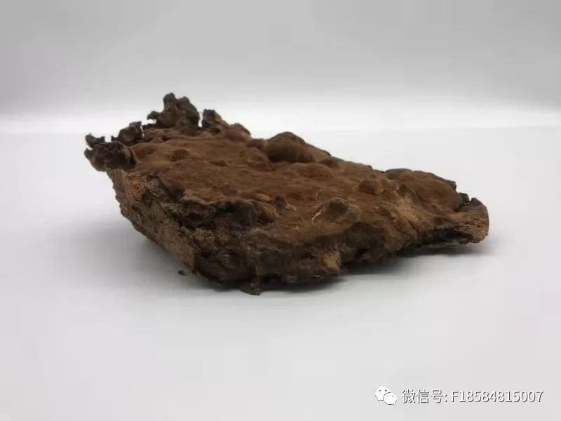 千金难求的天材地宝——野生血灵芝(棺材菌)