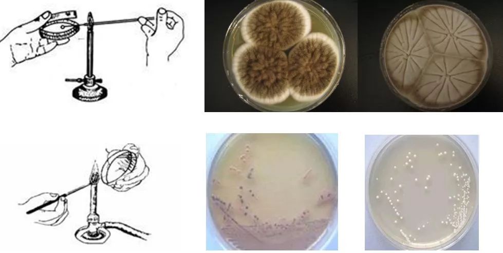 微生物檢測基礎知識介紹