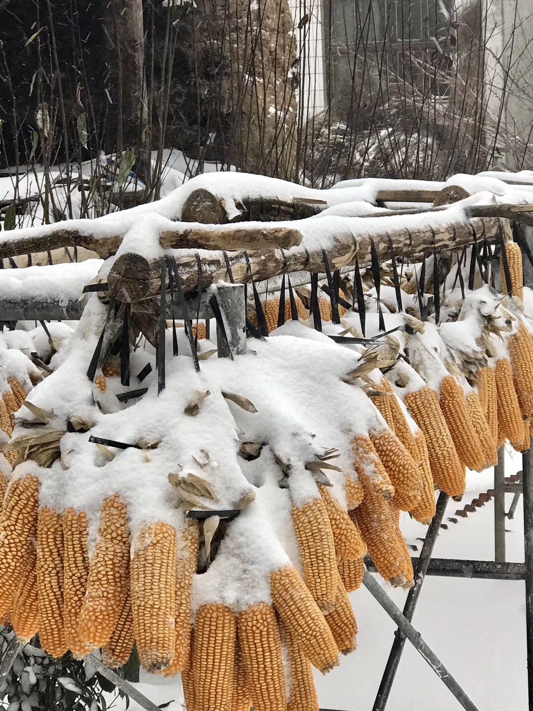 山野里农家小院的别样雪景摄影胡杨配文也行