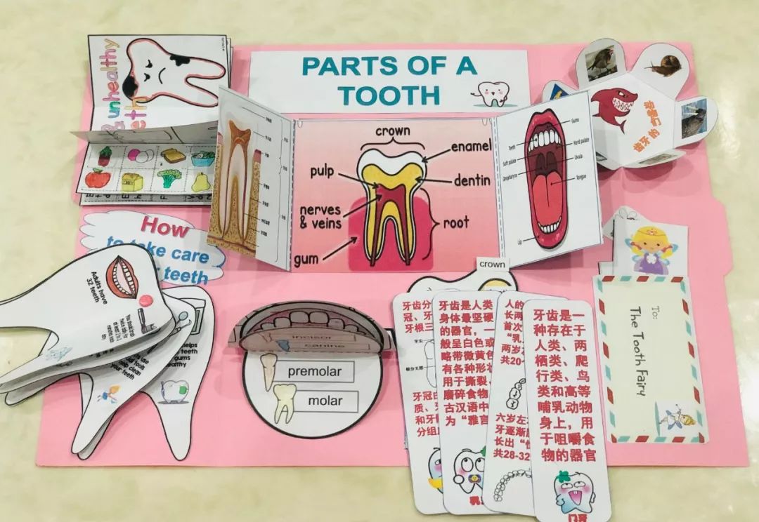 免费打印做的lapbook翻翻书,竟然能让孩子嘚瑟这么久!(附资源模版)