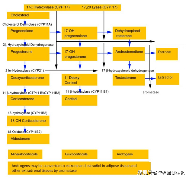 孕烯醇酮在3β脫氫酶(hsd3b)催化下生成孕酮(progesterone),也稱為