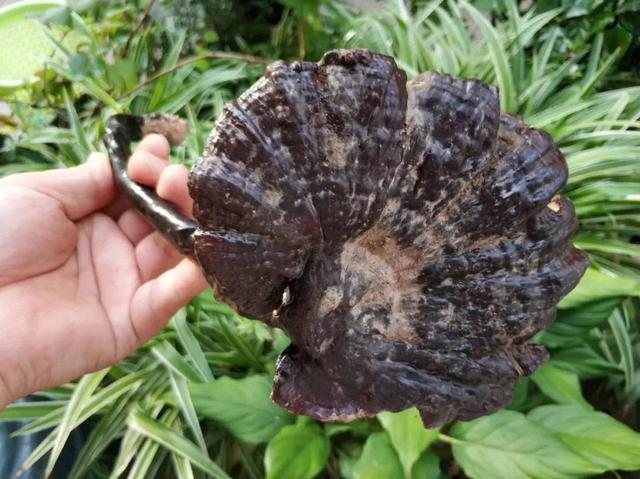 为什么本草纲目会把药用菌灵芝列在菜部