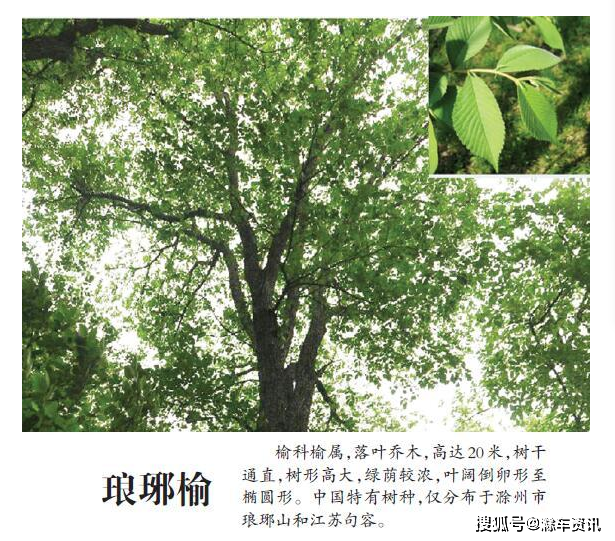 滁州|市树市花 琅琊榆与滁菊-搜狐大视野-搜狐新闻