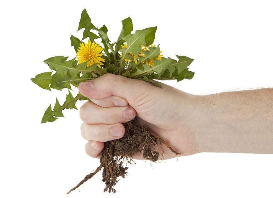 白古丁就是民间所说的蒲公英,也称婆婆丁,是一种药