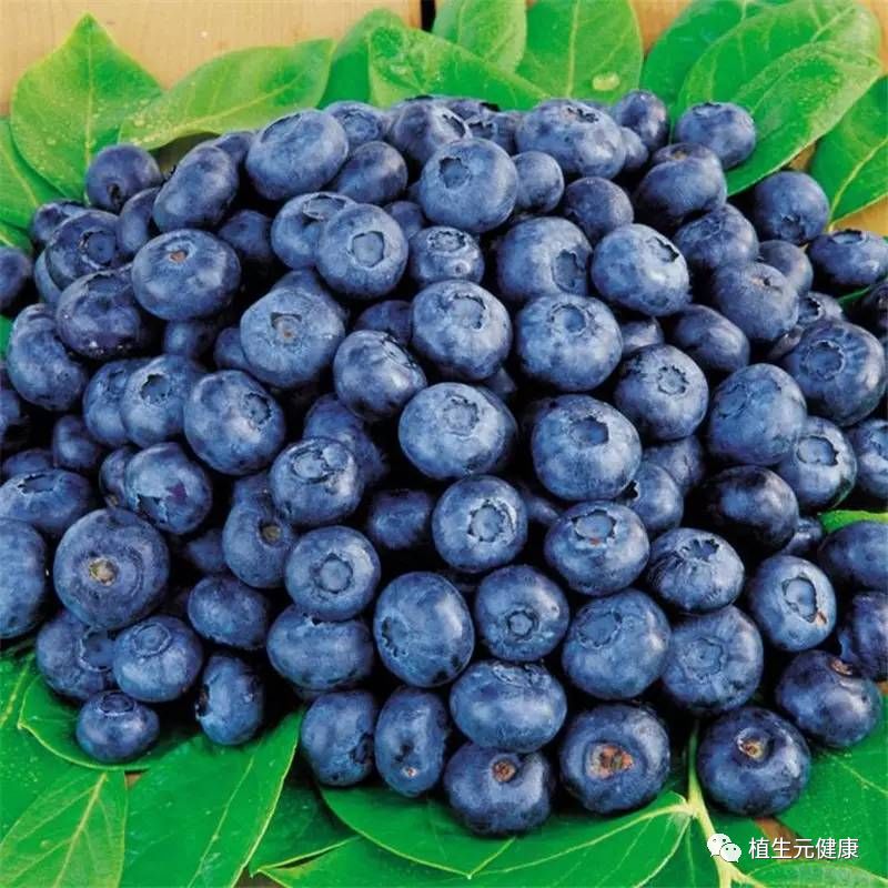 浆果之王蓝莓