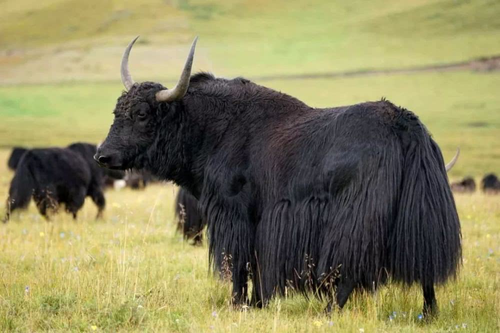 麦洼牦牛大自然的馈赠