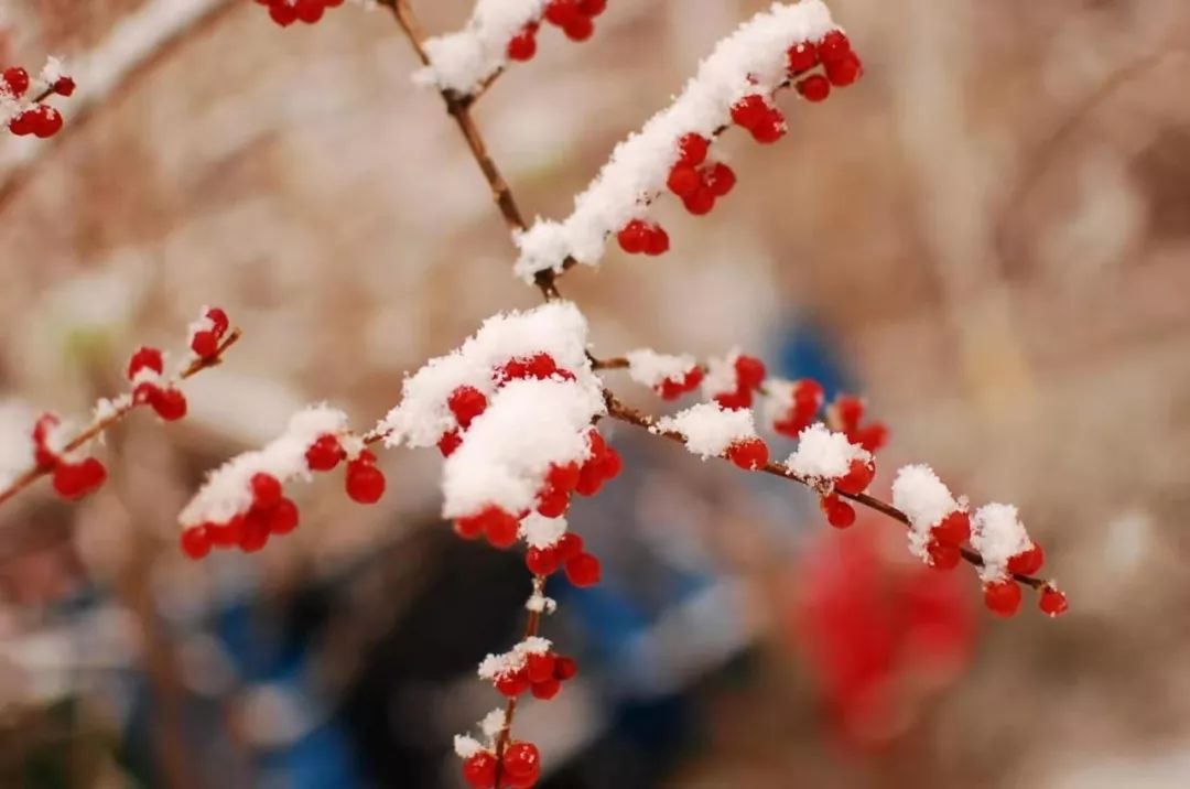 瑞雪無聲落昌平也可以觀賞古風古韻的雪景