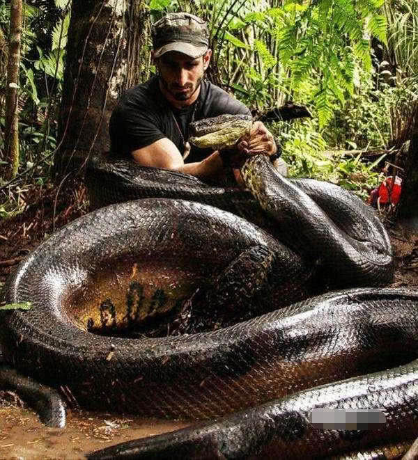 蟒蛇照片最大图片
