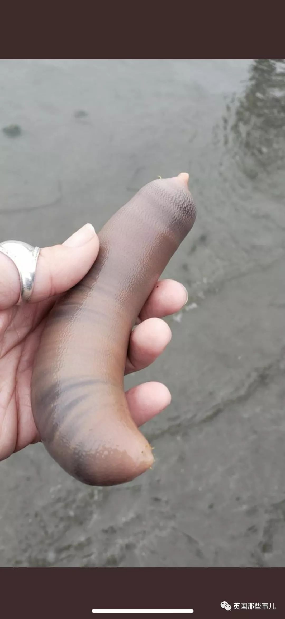 美国海滩搁浅成千上万海肠…外国网友: 好污!中国网友:好吃!