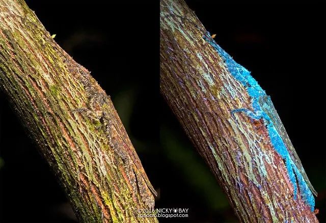 紫外光下的"外星"生物