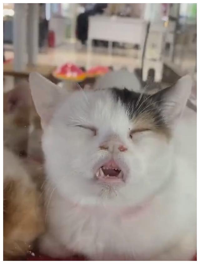 猫咪脸贴着玻璃睡觉网友看后笑翻这睡颜真的好丑