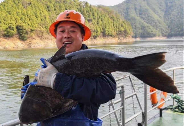 年年有魚千島湖野生胖頭魚又來啦