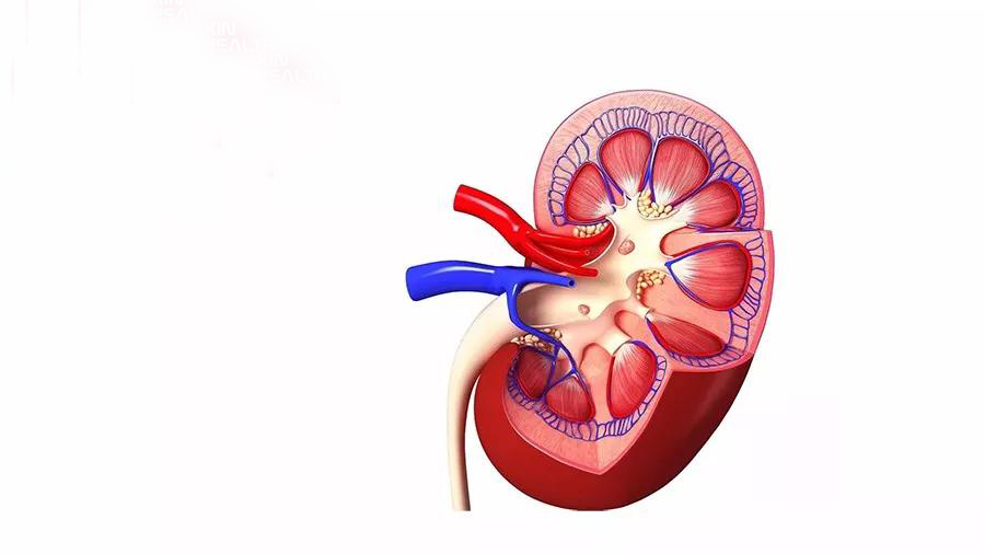 肾脏有时"意外"产生的液体就可能在局部肾小管不正常停留,增大,长时间