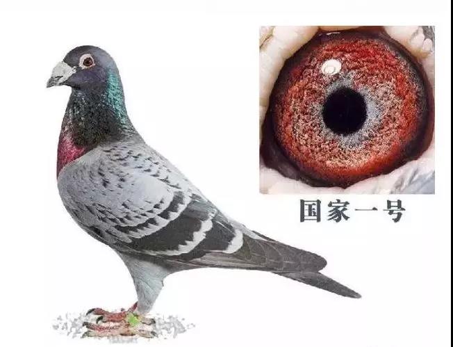 世界钻石级铭鸽国家一号年幼时曾多次游棚飞失