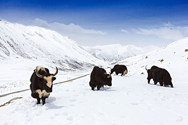 麦洼牦牛大自然的馈赠