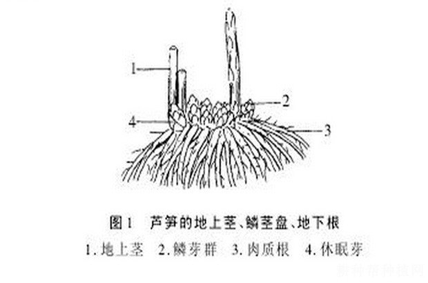 1,蘆筍初生根特點初生根是指伴隨著種子發芽而最先產生的根,故也叫