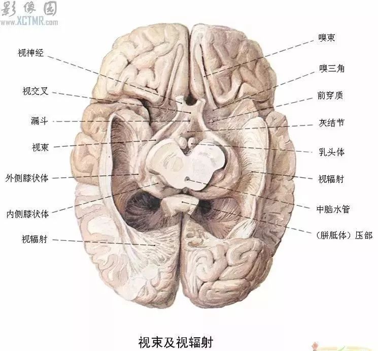 各种剖面图海马和穹窿基底核脑岛小脑皮质结构神经分布图人脑区域图磁