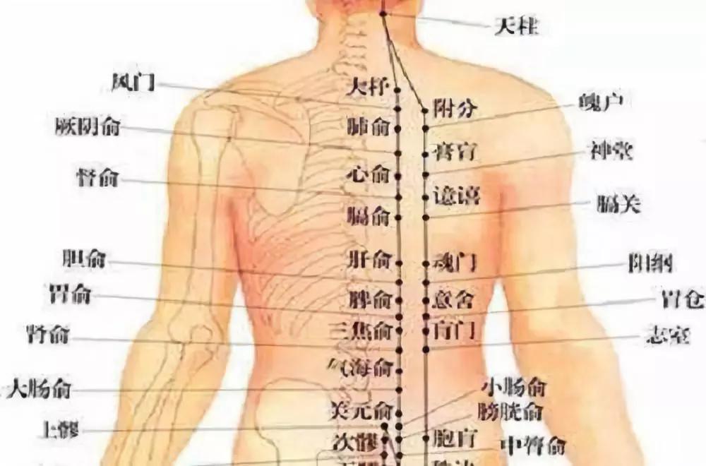 人体准确位置图背部图片