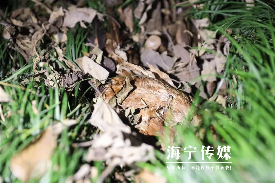 海宁一处房屋底下惊现"地下迷宫"!竟藏着2只._猪獾