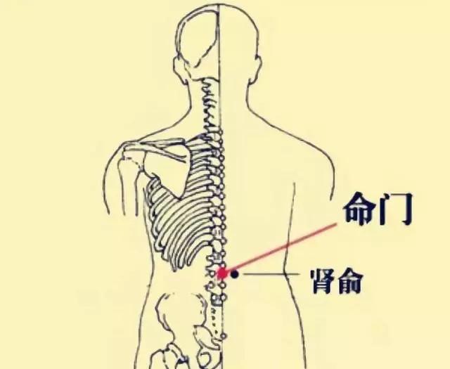 2,命門穴:位於人體背後第二腰椎之下與臍相對,是人體生命力的中心,為