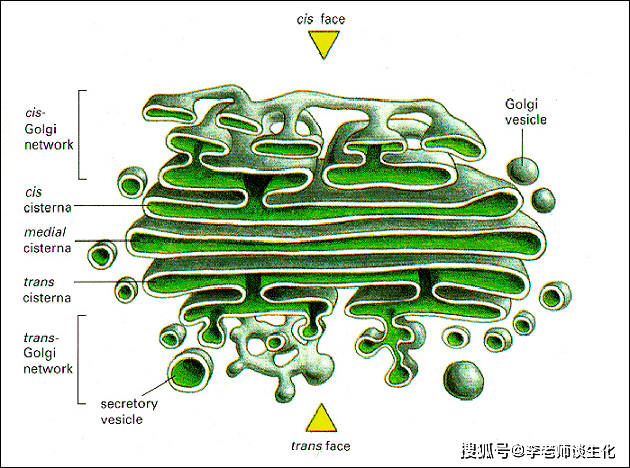 高尔基体单层膜图片