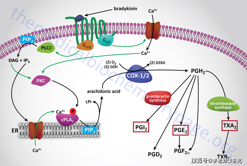 原创类花生酸功能合成及调控