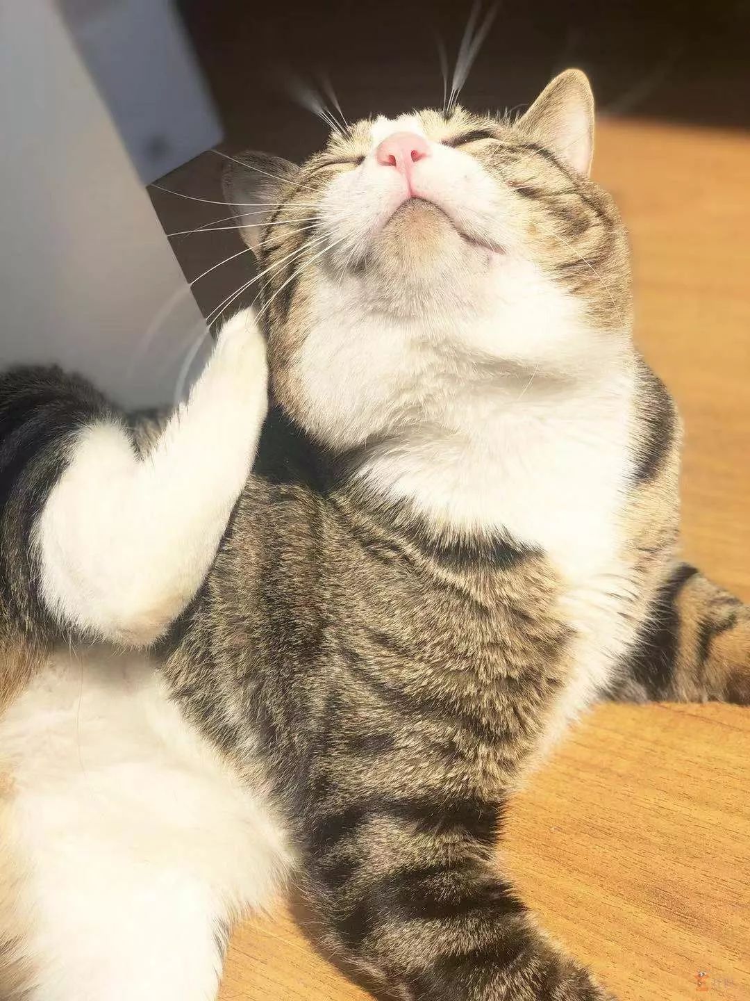 vs 领养十个月名字:jojo15介绍:花呗崽是个10个月大体重12斤的布偶猫