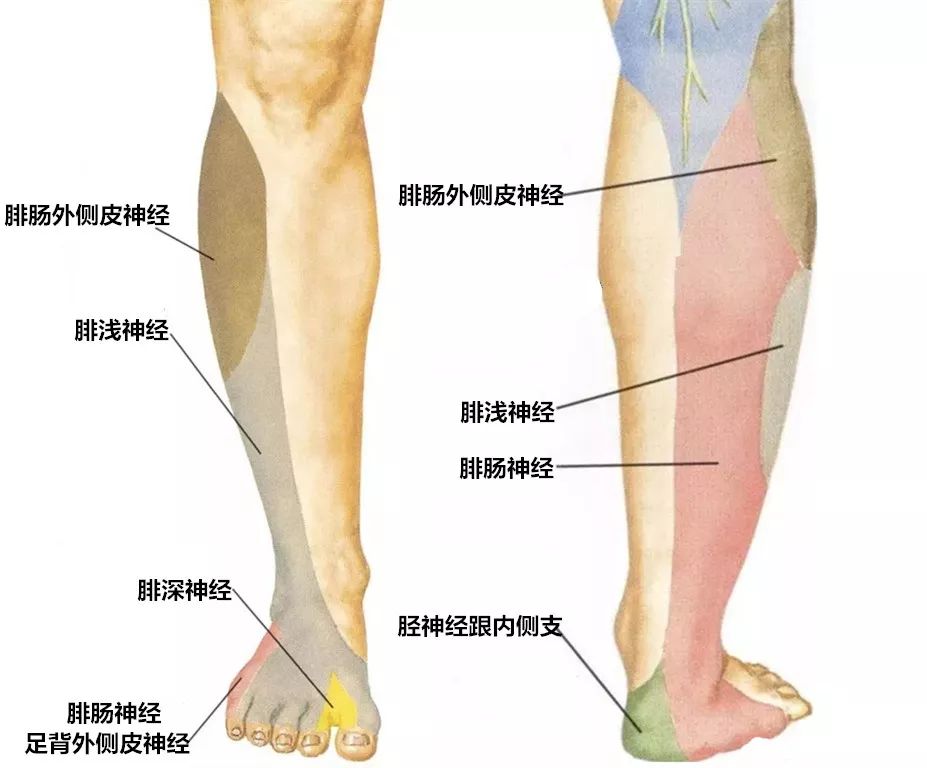 留言解读 腓总神经 腓骨