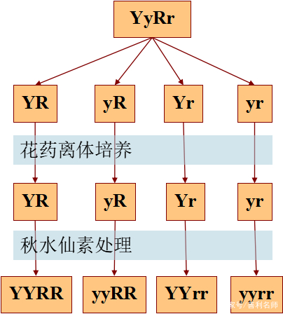 2染色体变异_多倍体