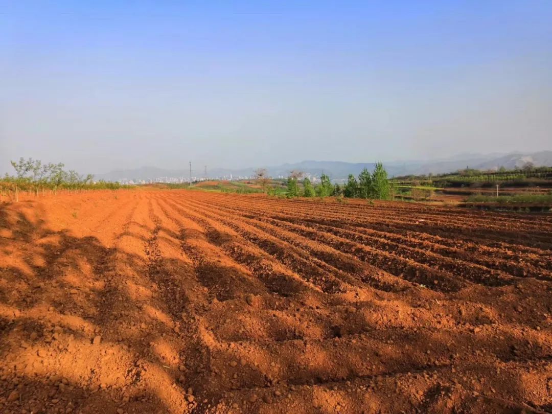 伊川鸦岭地处浅山丘陵地区,中原核心富硒带,日照时间长,昼夜温差大
