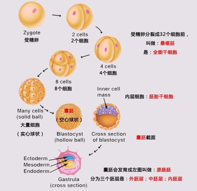 的發作,因而孕前最好做做孕前查看,能夠一定程度上防止這些問題的發作