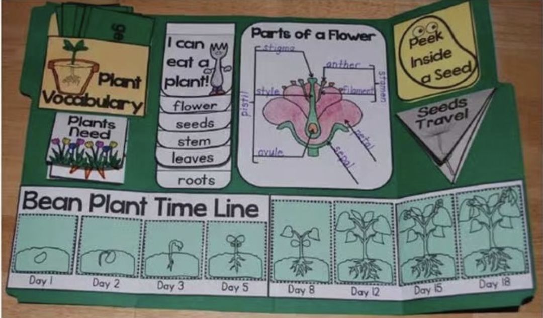 免费打印做的lapbook翻翻书,竟然能让孩子嘚瑟这么久!(附资源模版)